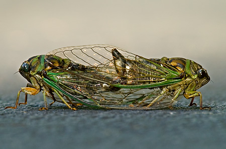 1_Cicada Love