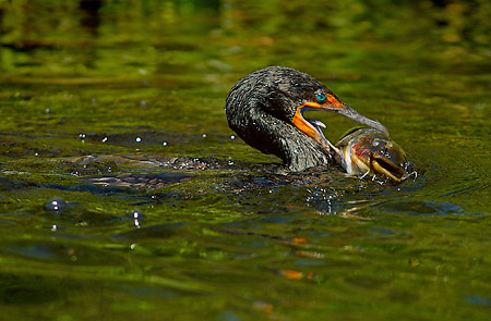3_Mouthful